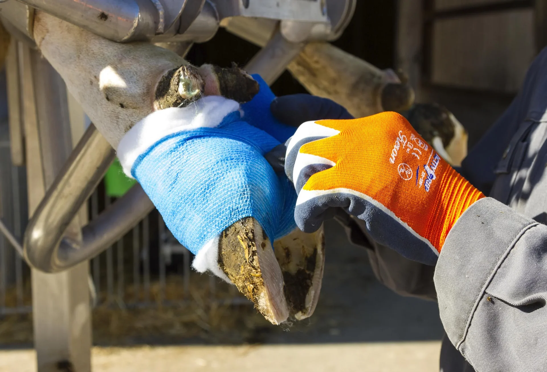 Klauenbandage VetLastic, blau, 7,5 cm, selbsthaftend - 3