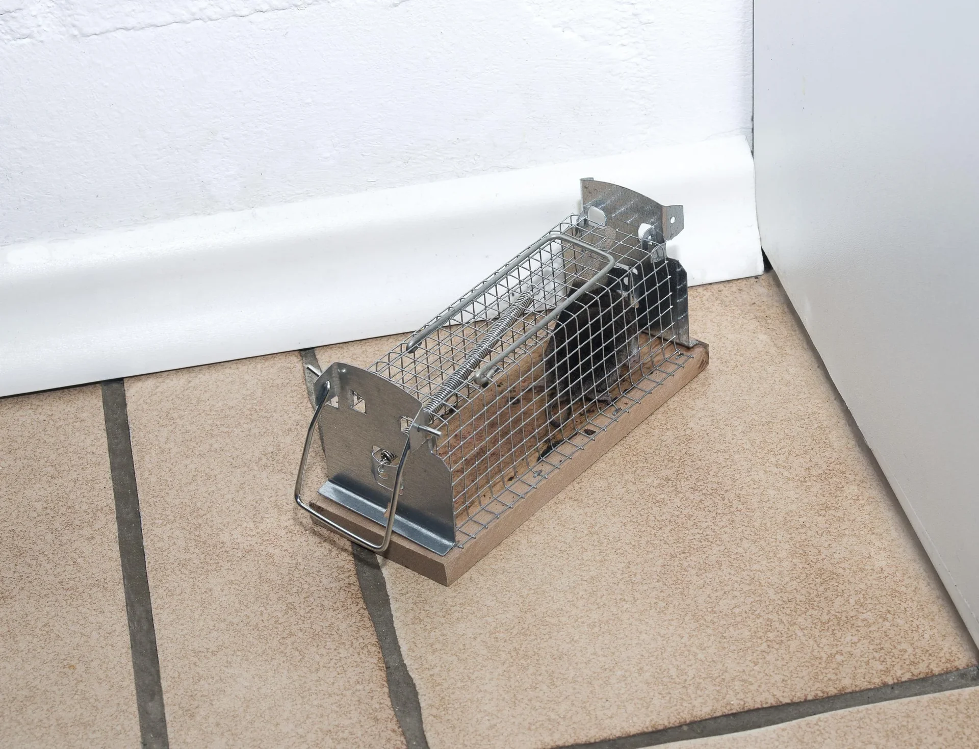 Maus Lebendfalle Käfig - 2
