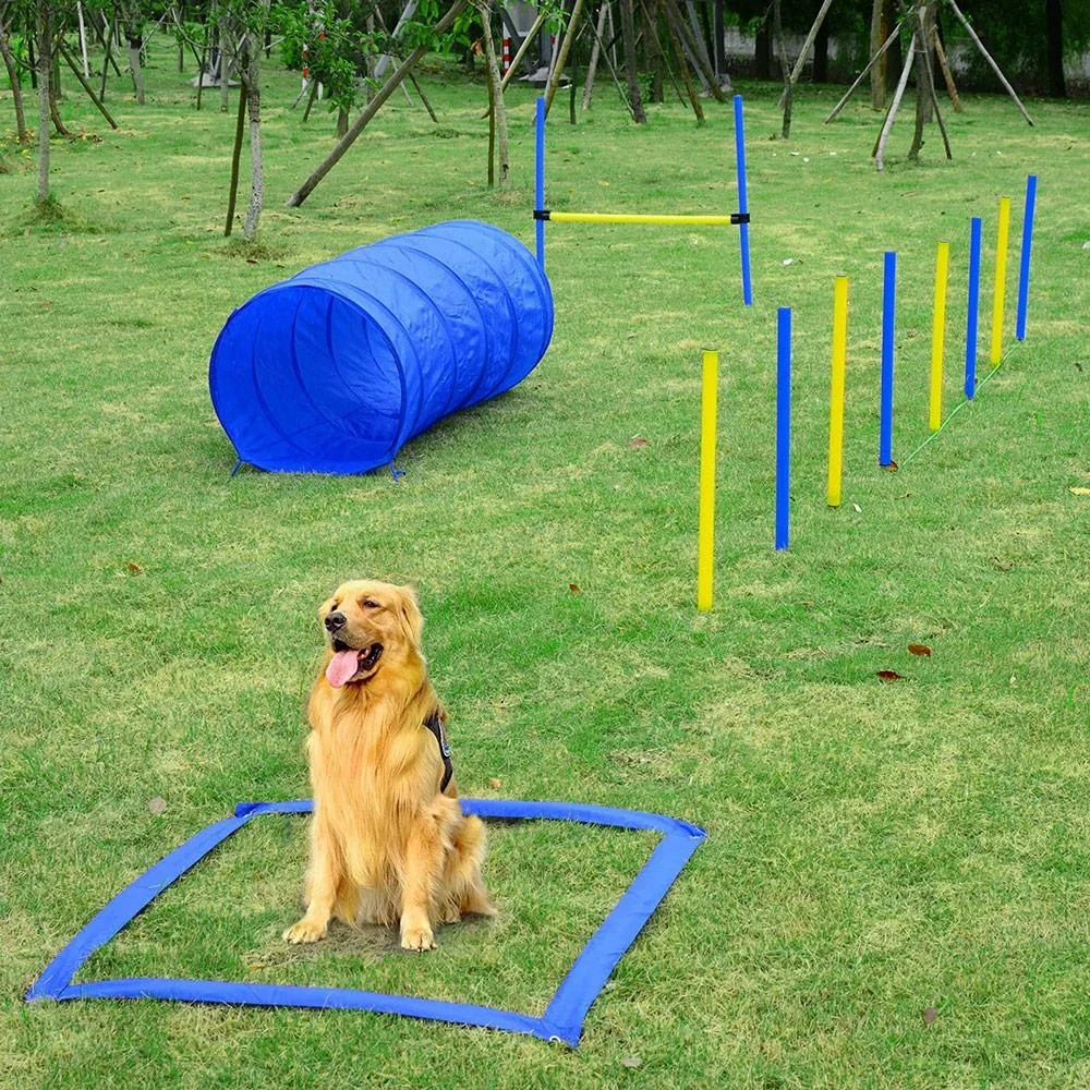 Hundesport blau/gelb - 1