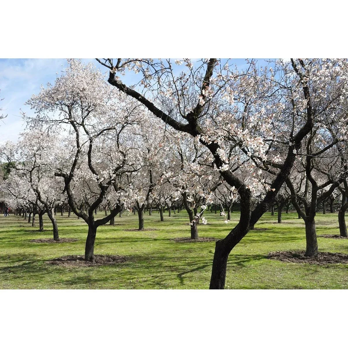 Blühender Mandelbaum - Prunus Triloba XXL - (140-160Cm) - 4 Stück - 0