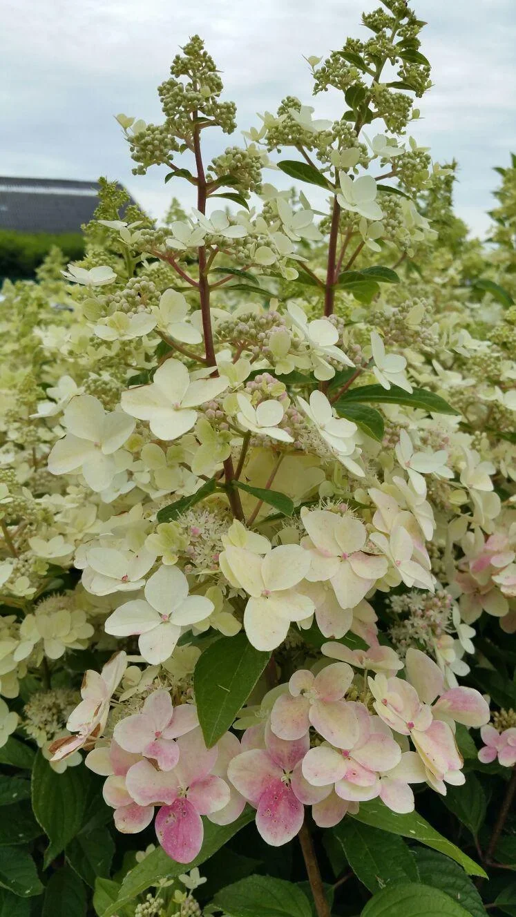Rispenhortensie Confetti - Hydrangea paniculata - 12 L Topf 80-100 cm - 2