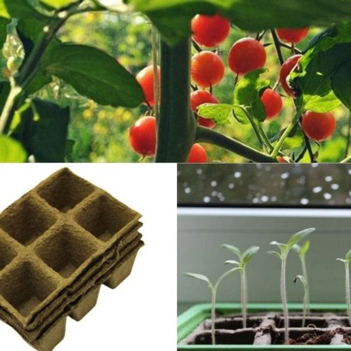 Setzlings- und Anzuchtkasten 24 Töpfe mit Deckel - Gemüsegarten - Blumen - 1