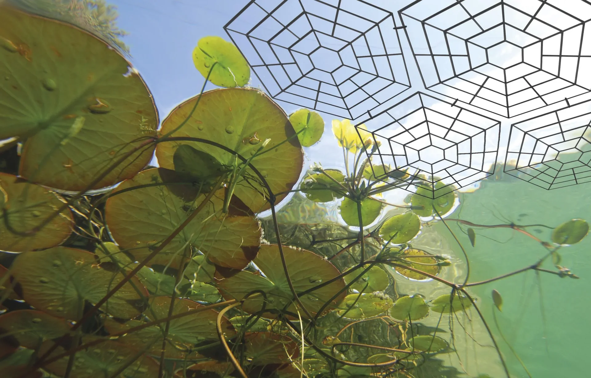 Vogelschutz-Teichgitter, 60er Set - 2