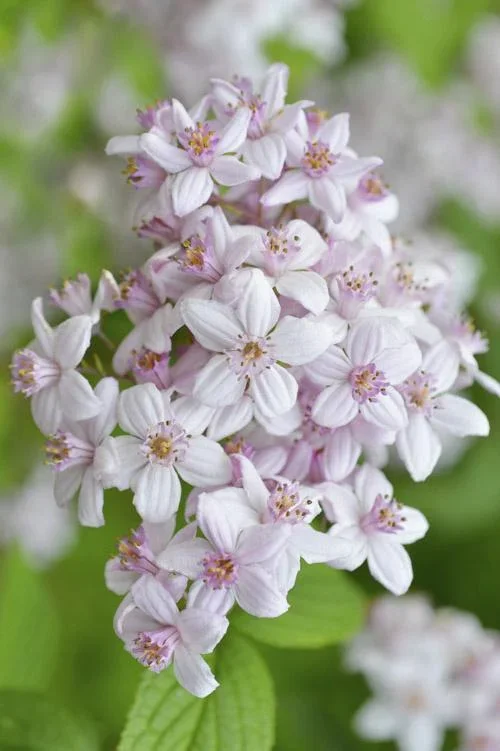 Deutzie Mont Rose - Deutzia hybrida - 12 L Topf 80-100 cm - 1
