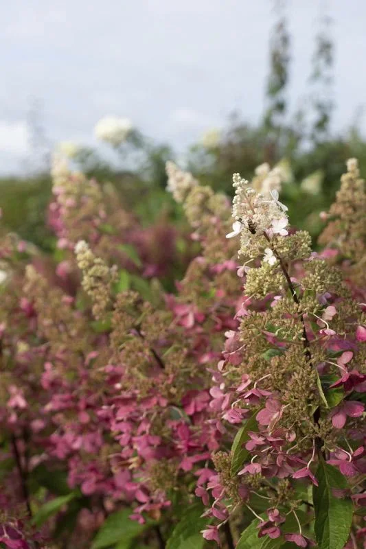 Rispenhortensie "Pinky Winky", Hydrangea paniculata, 4,6 Liter Topf, 40- 60 cm hoch, 2er-Set - 1