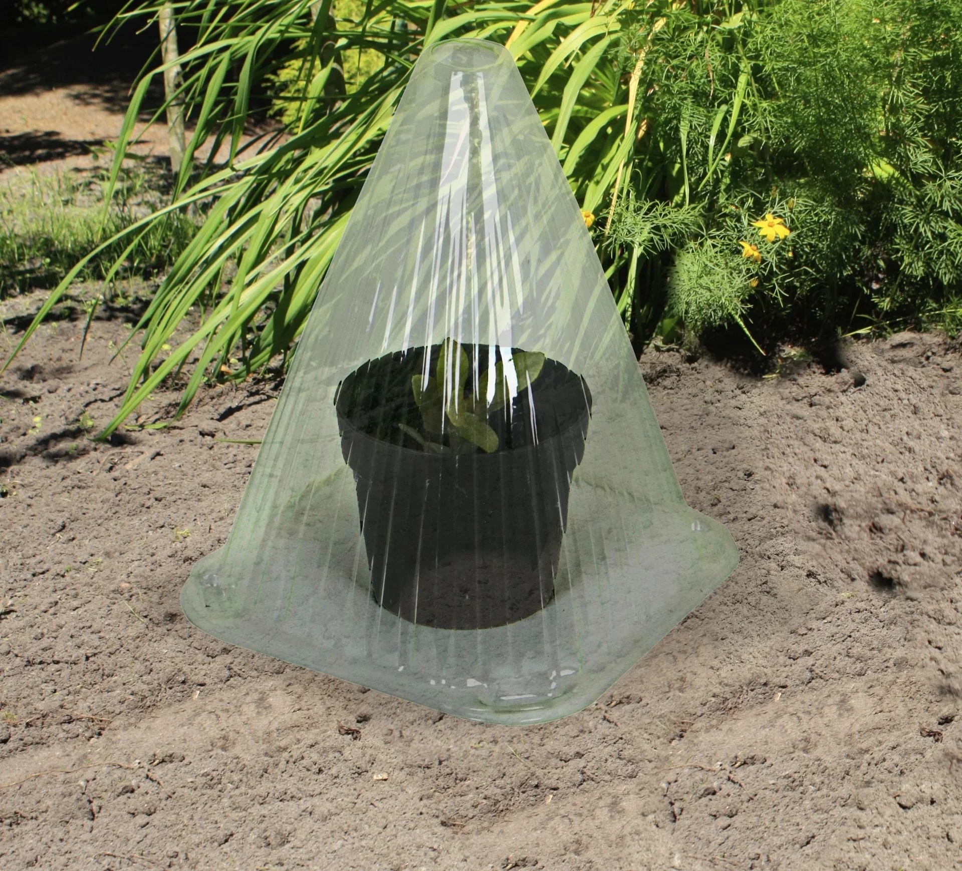 Gartenglocken für die Anzucht, 10 Stück - 0