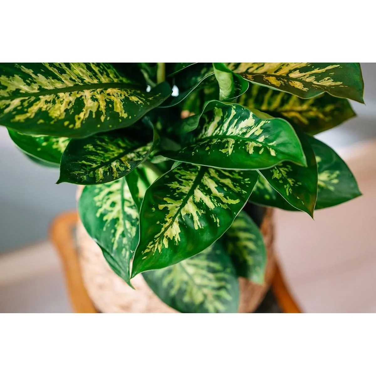Flower-up Dieffenbachia Reeva Large - 60-65cm - 1 Stück - 0