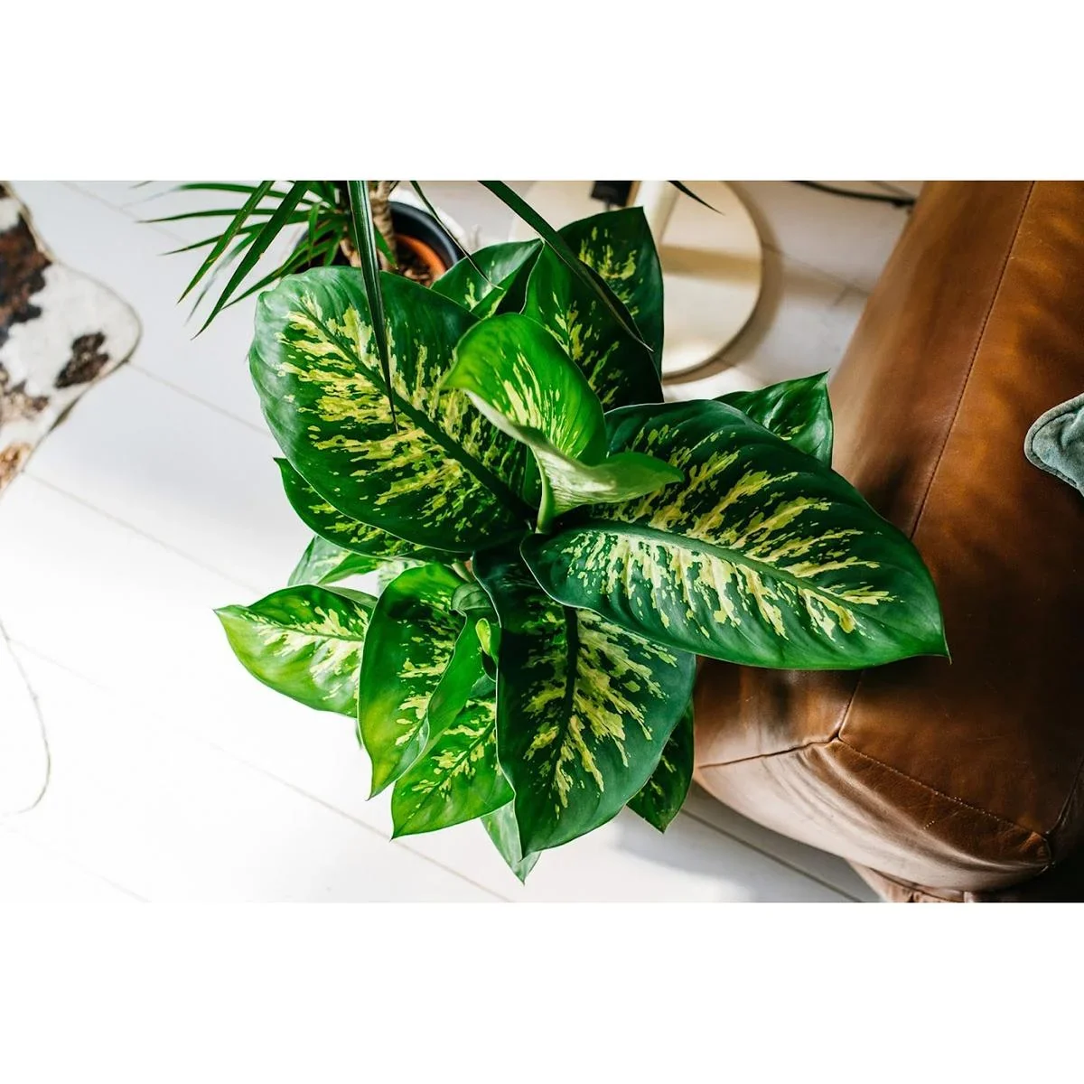 Flower-up Dieffenbachia Reeva Large - 60-65cm - 1 Stück - 1