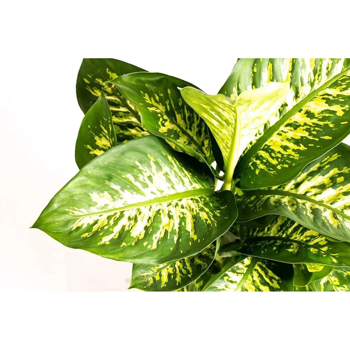 Flower-up Dieffenbachia Reeva Large - 60-65cm - 1 Stück - 3