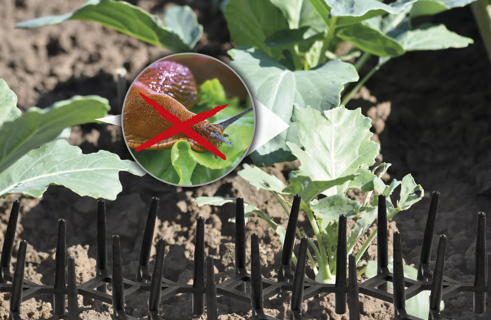 Tierabwehrpaneele Beet 6er Set - 5