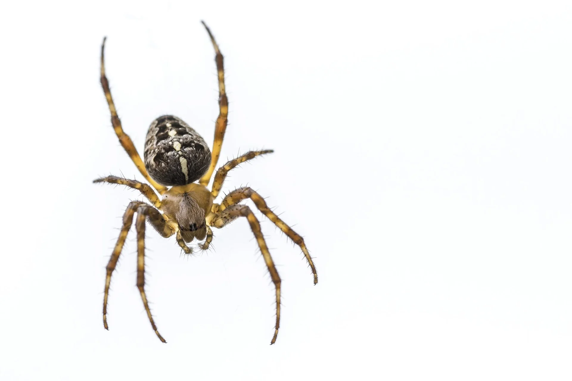 Insekten-Lebendfänger mit Lupe - 7