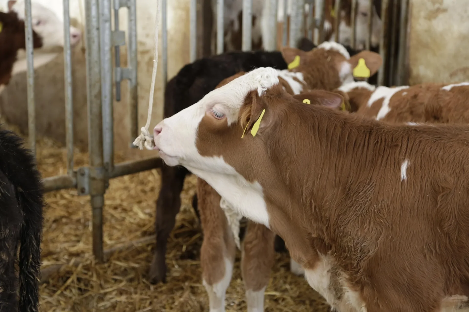 Baumwollseil geflochten, Ø 20 mm x 100m - 0