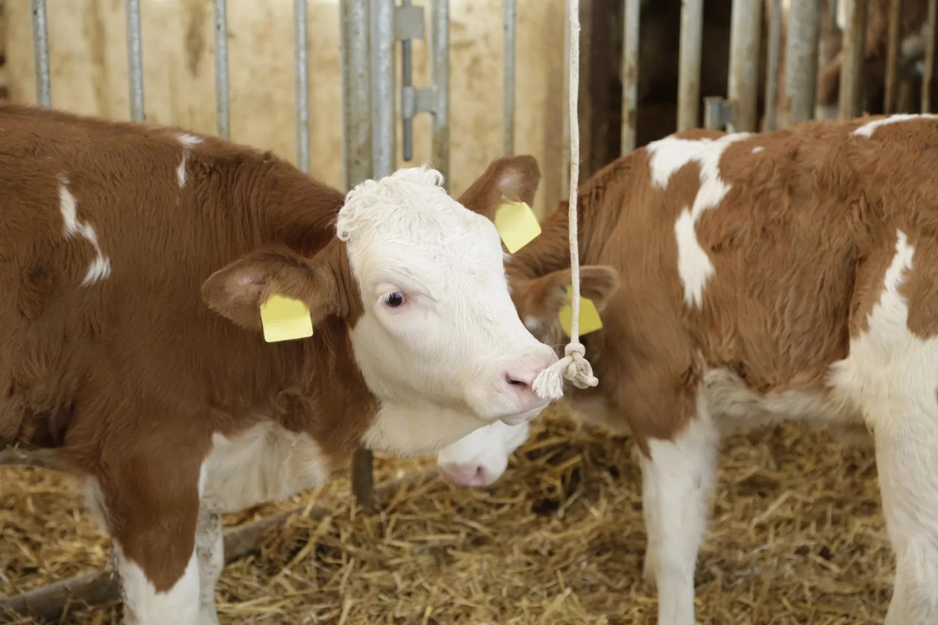 Baumwollseil geflochten, Ø 20 mm x 100m - 1