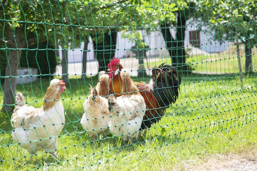 Geflügelnetz 106 cm mit Doppelspitze, 50 m, nicht elektrifizierbar - 8