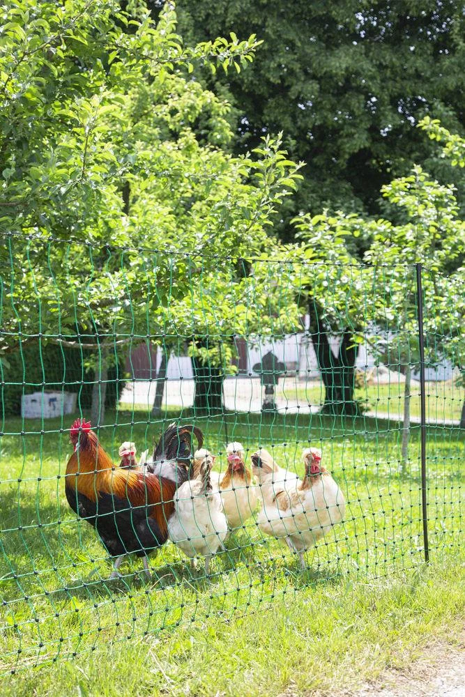 Geflügelnetz 106 cm mit Doppelspitze, 50 m, nicht elektrifizierbar - 10