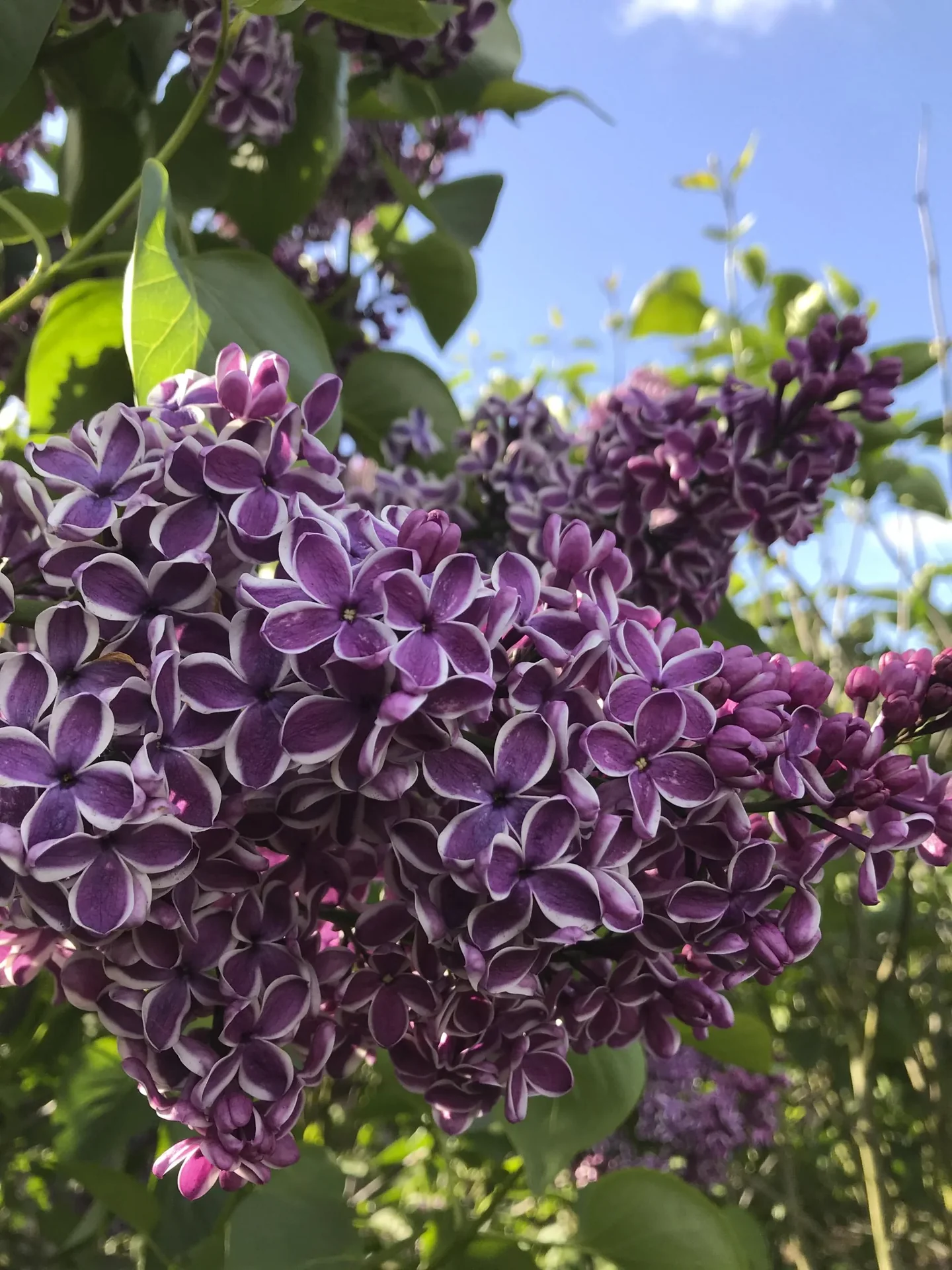 Edelflieder Sensation - Syringa vulg. - 12 L Topf 80-100 cm - 1