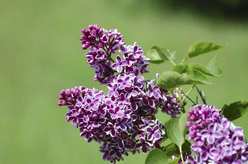 Edelflieder Sensation - Syringa vulg. - 12 L Topf 80-100 cm - 2