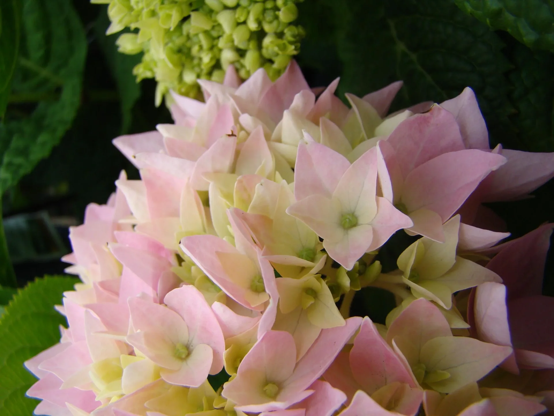 Hortensie "Endless Summer", rosa, 5 Liter Topf - 0