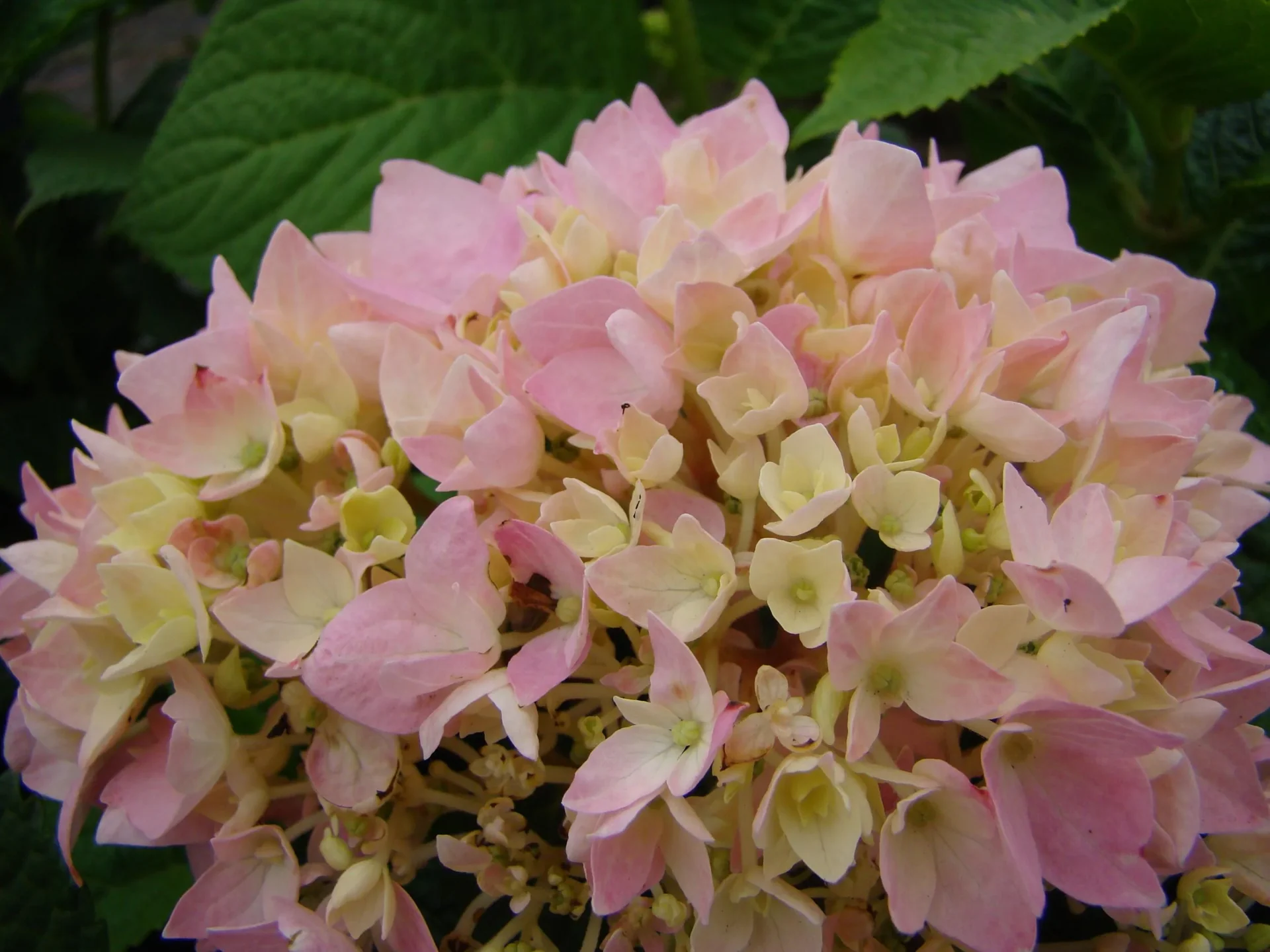 Hortensie "Endless Summer", rosa, 5 Liter Topf - 1