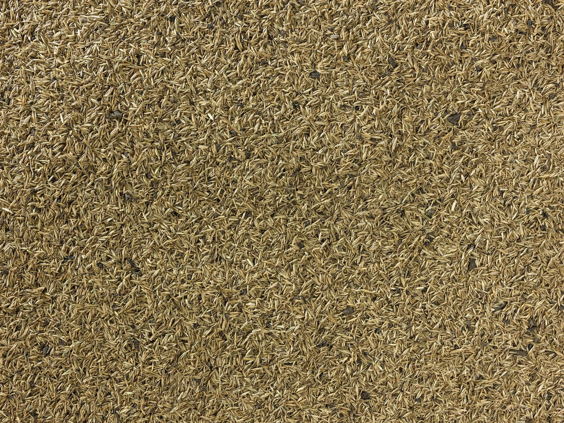 TerraVital Bequem&Wohlfühl Rasen Samen Mix - 3 kg - 0