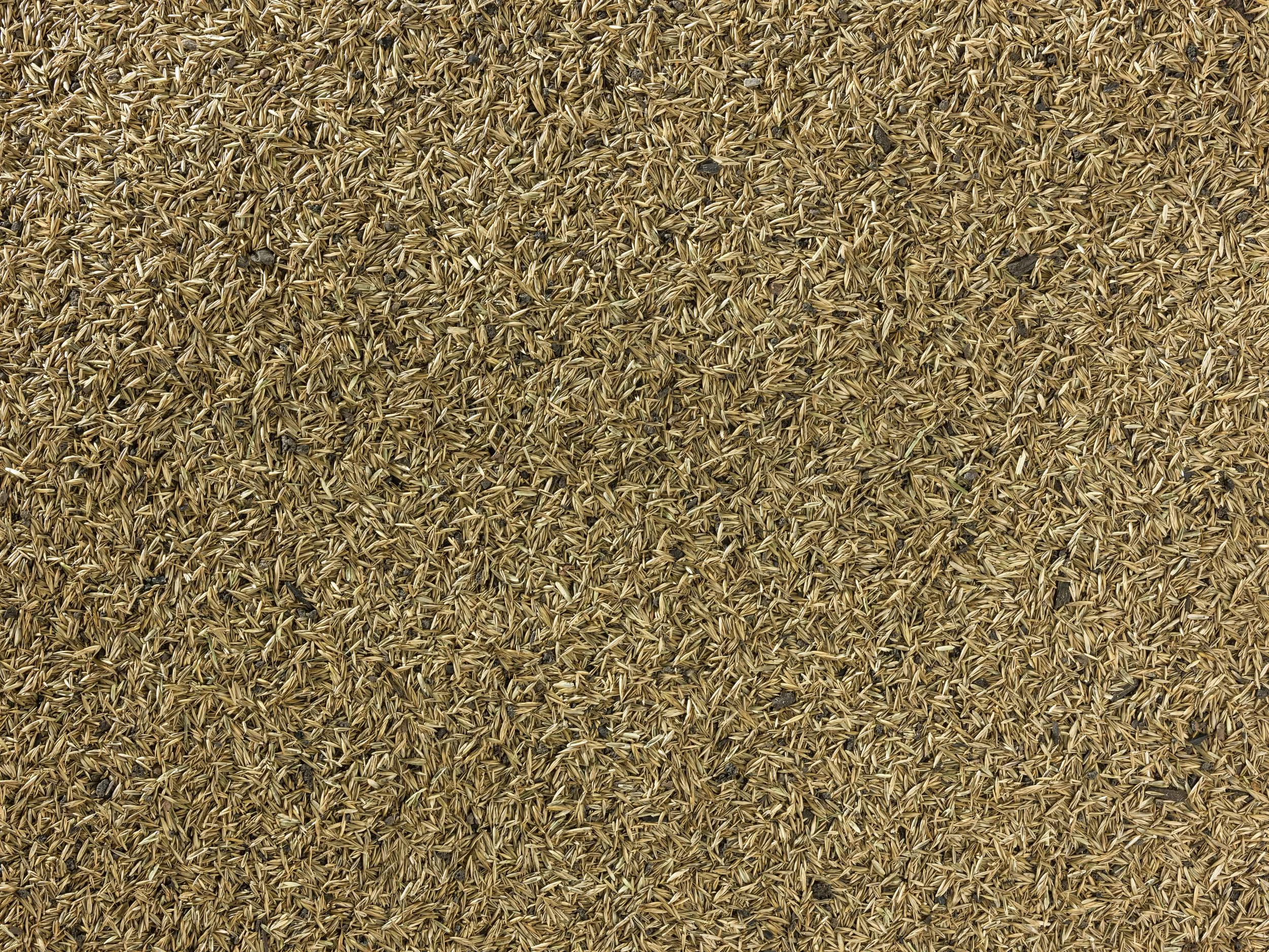 TerraVital Bequem&Wohlfühl Rasen Samen Mix - 3 kg - 0