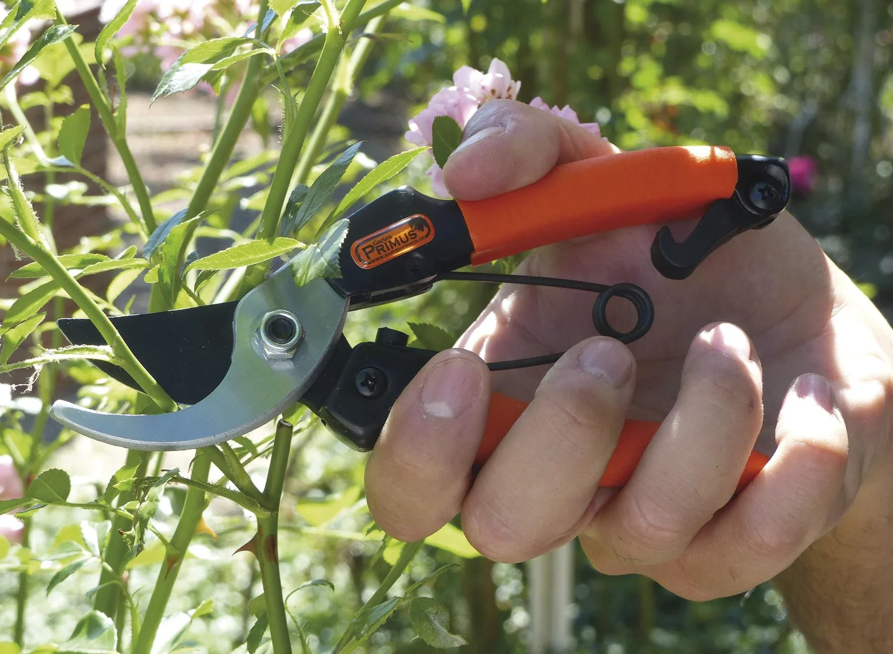 Damengartenschere "Königin der Rosen" - 1