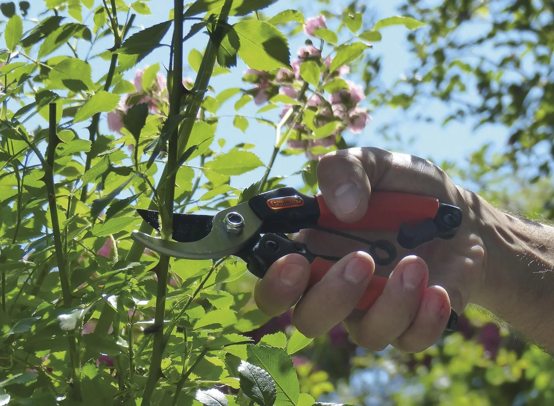 Damengartenschere "Königin der Rosen" - 2