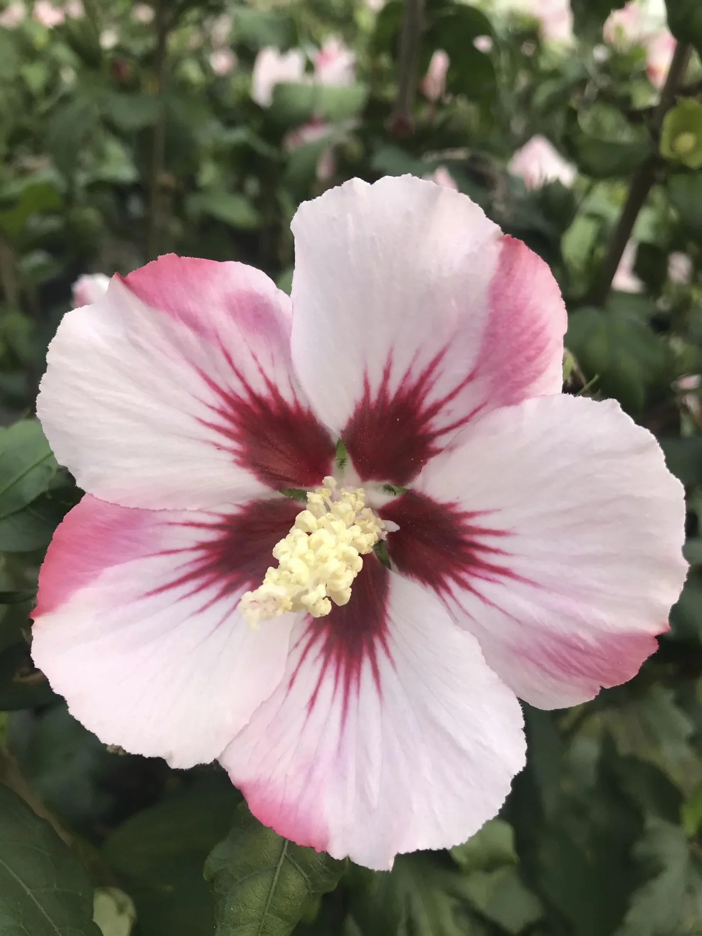 Garteneibisch Hamabo - Hibiscus syriacus - 7.5 L Topf 70-80 cm - 0