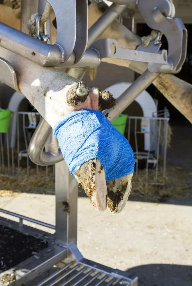 Klauenbandage VetLastic, blau, 10 cm, selbsthaftend - 0