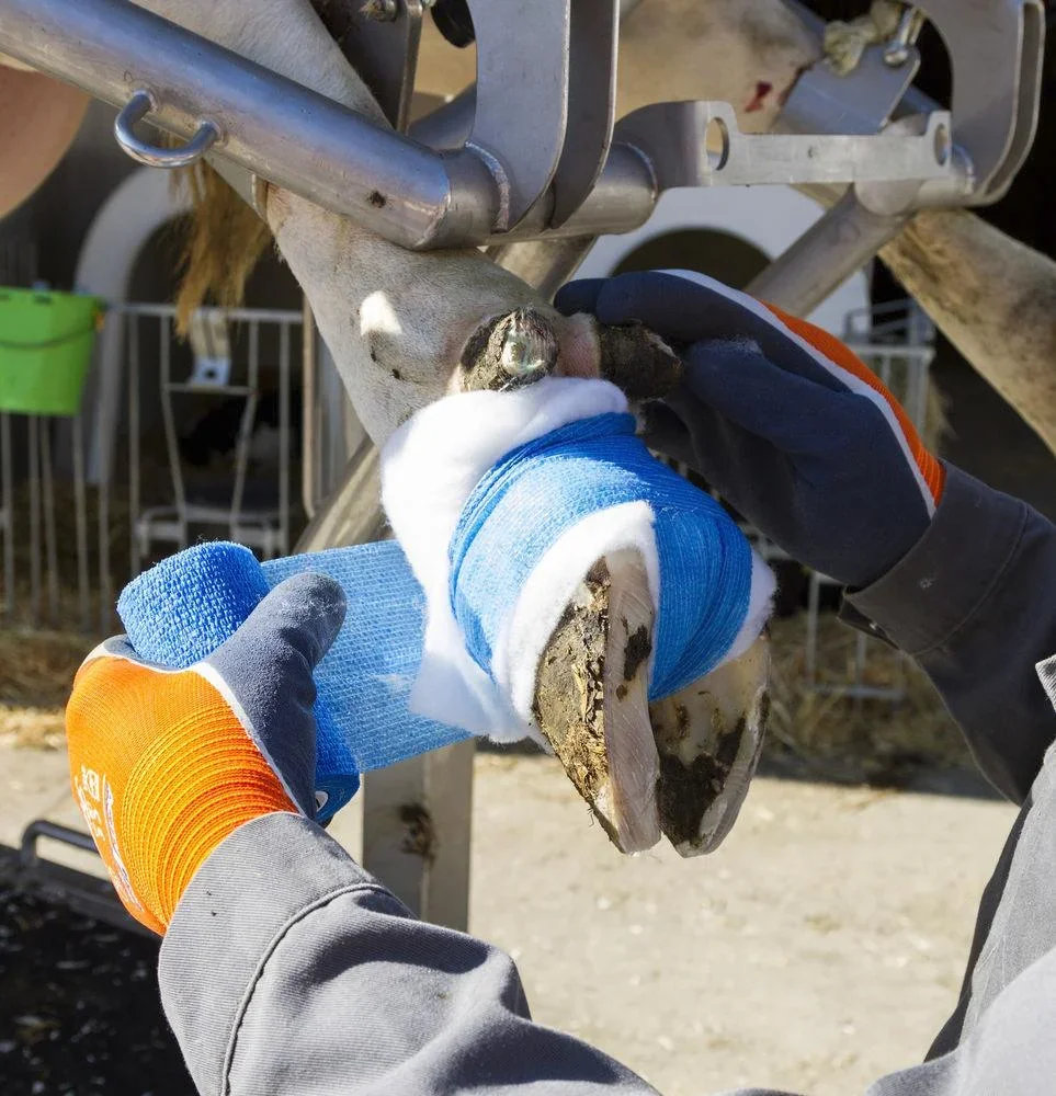 Klauenbandage VetLastic, blau, 10 cm, selbsthaftend - 3