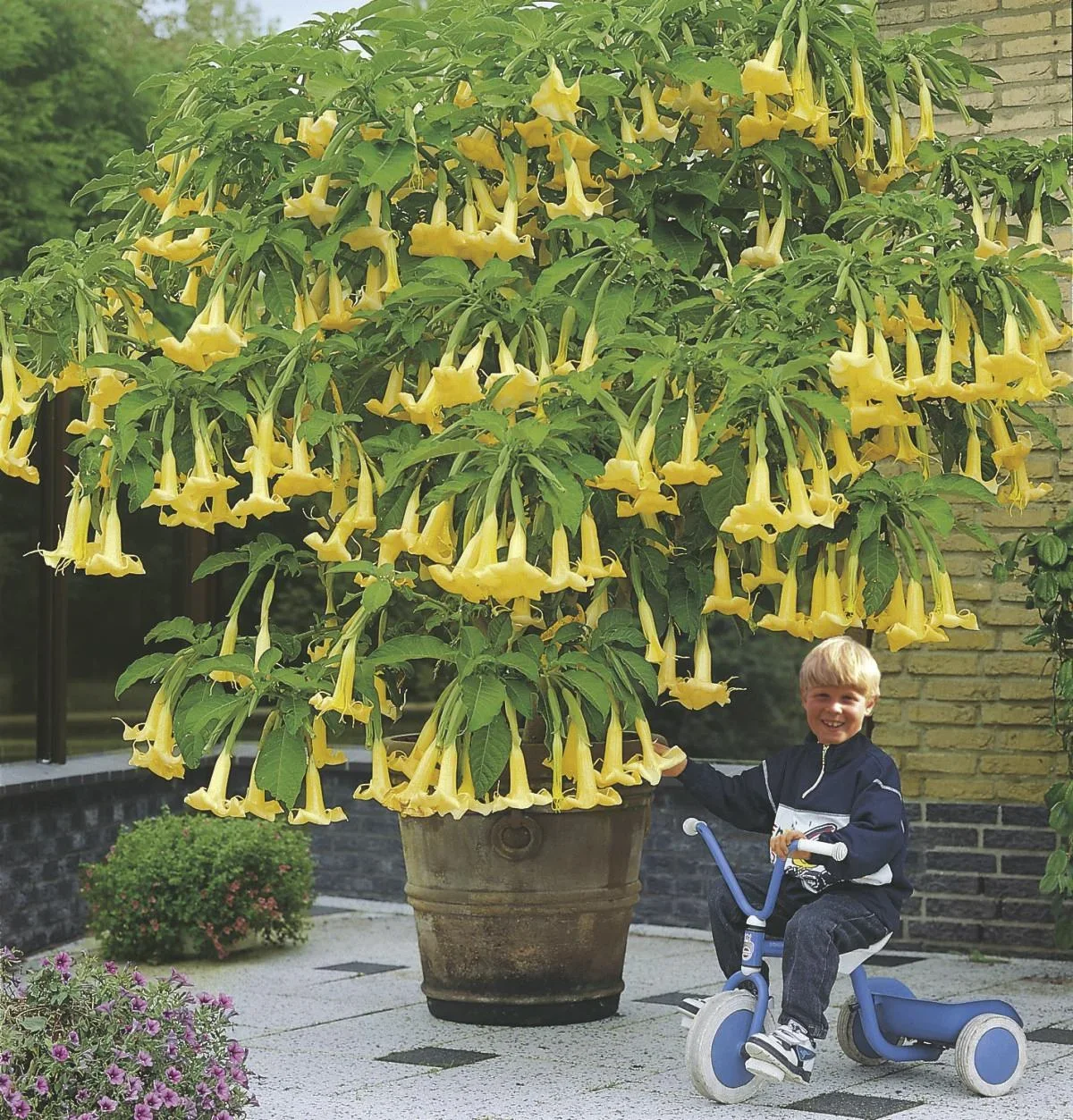 Wunderdünger, flüssig 1 l - 0