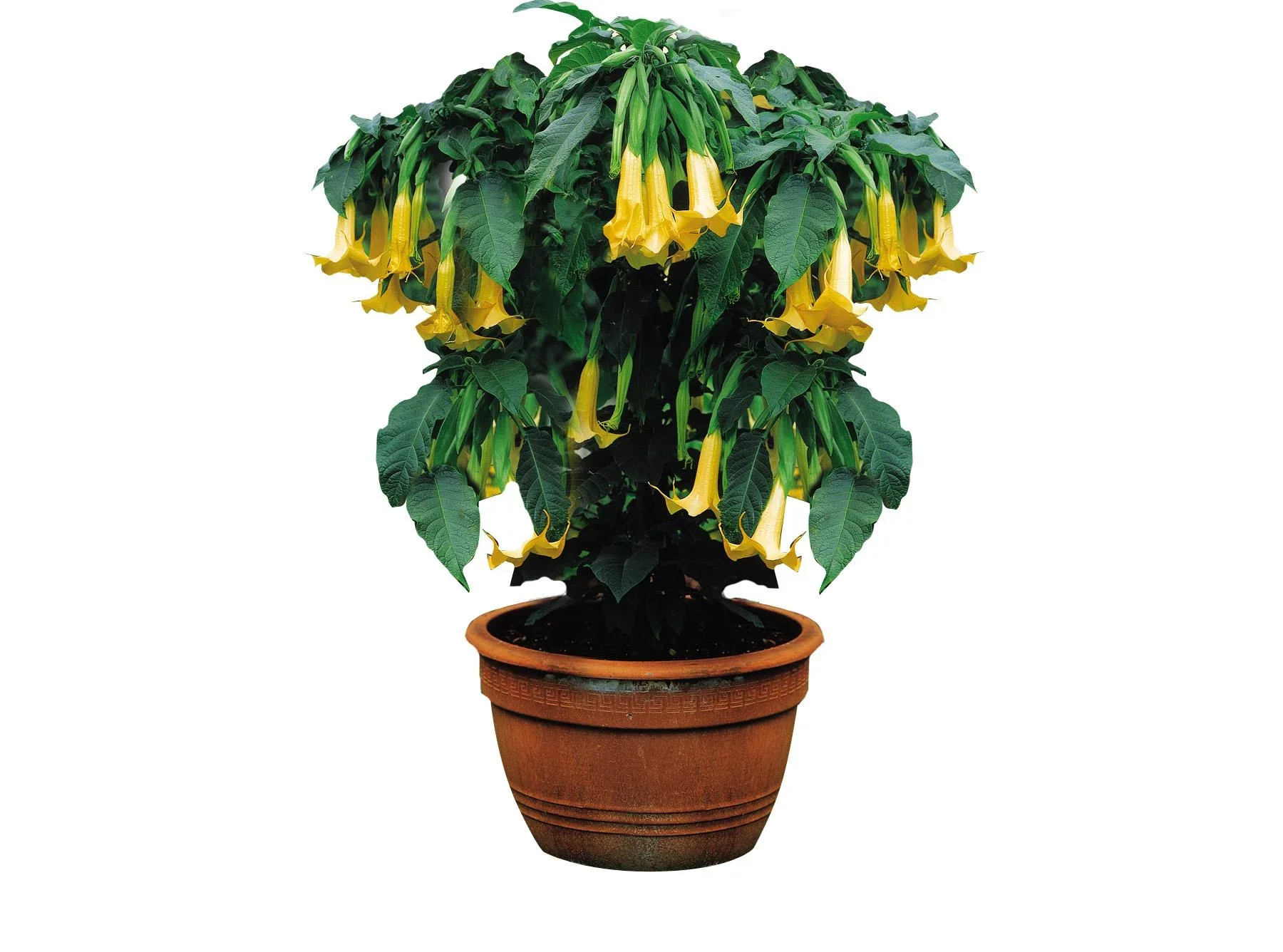 Wunderdünger, flüssig 1 l - 2