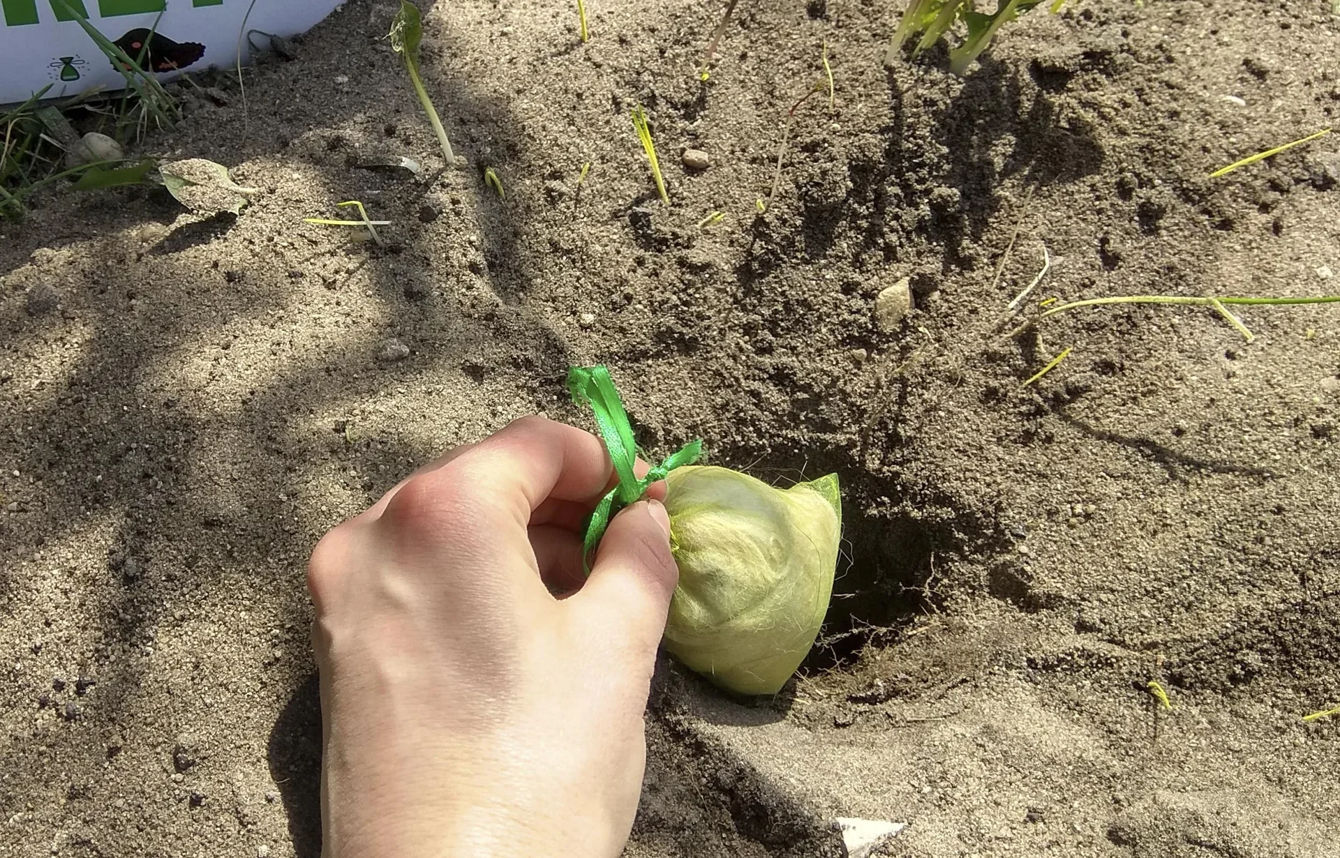 Maulwurfabwehr 10 Stück - 0