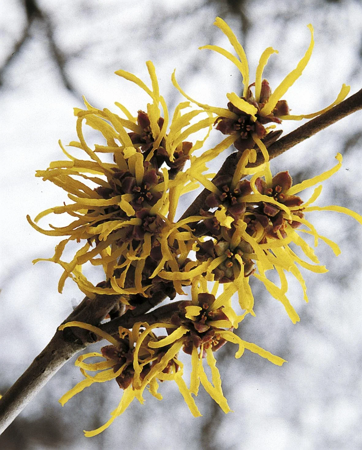 Zaubernuss Westerstede - Hamamelis intermedia - 4 L Topf 40-60 cm - 0