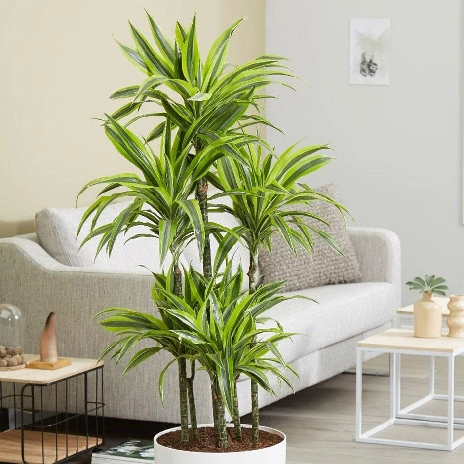 Blühender Drachenbaum - Dracaena - 4 Stück - 25 -35 Cm (2x Dracaena 'Lemon Lime' & 2x Dracaena 'Compacta') - 0