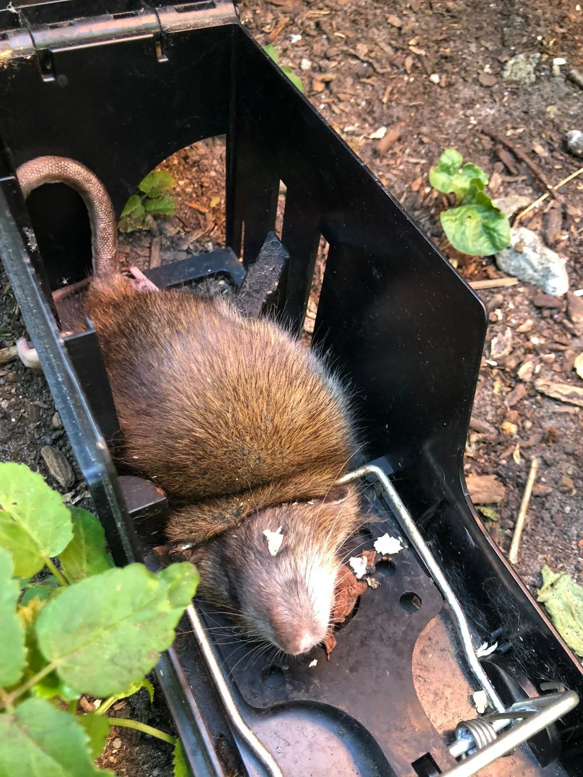 Mausefalle "Endstation" - 0