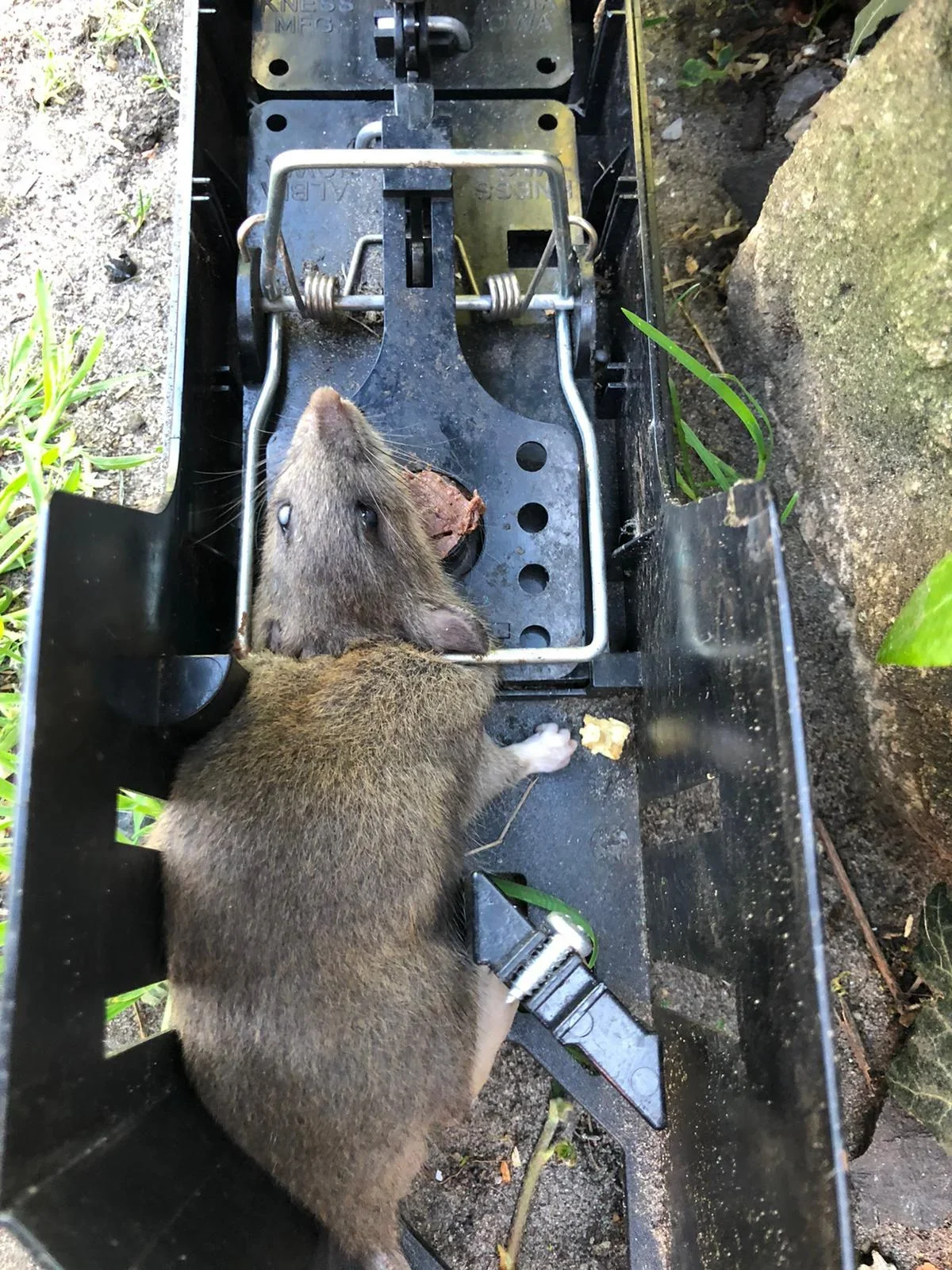 Mausefalle "Endstation" - 2