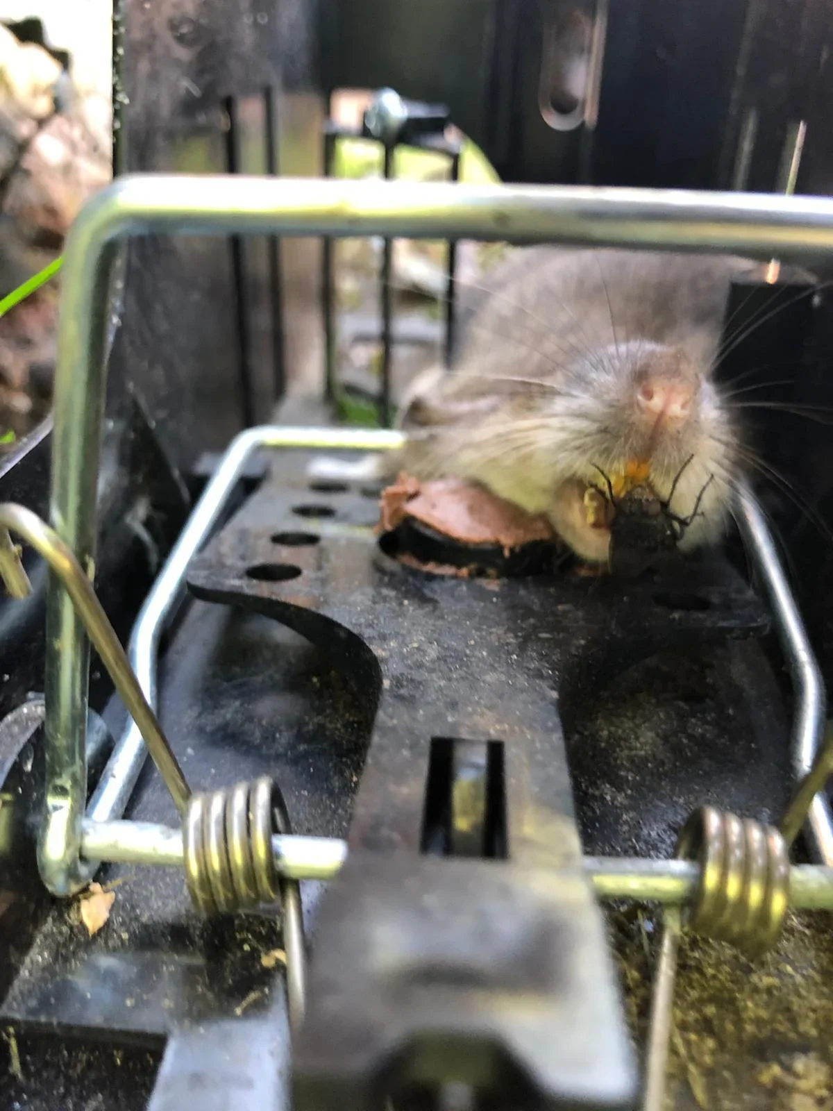 Mausefalle "Endstation" - 5