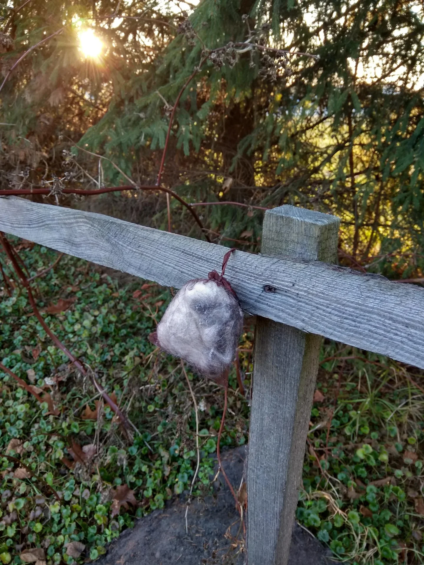 Abwehrmittel gegen Wildschweine, 10er-Pack - 2