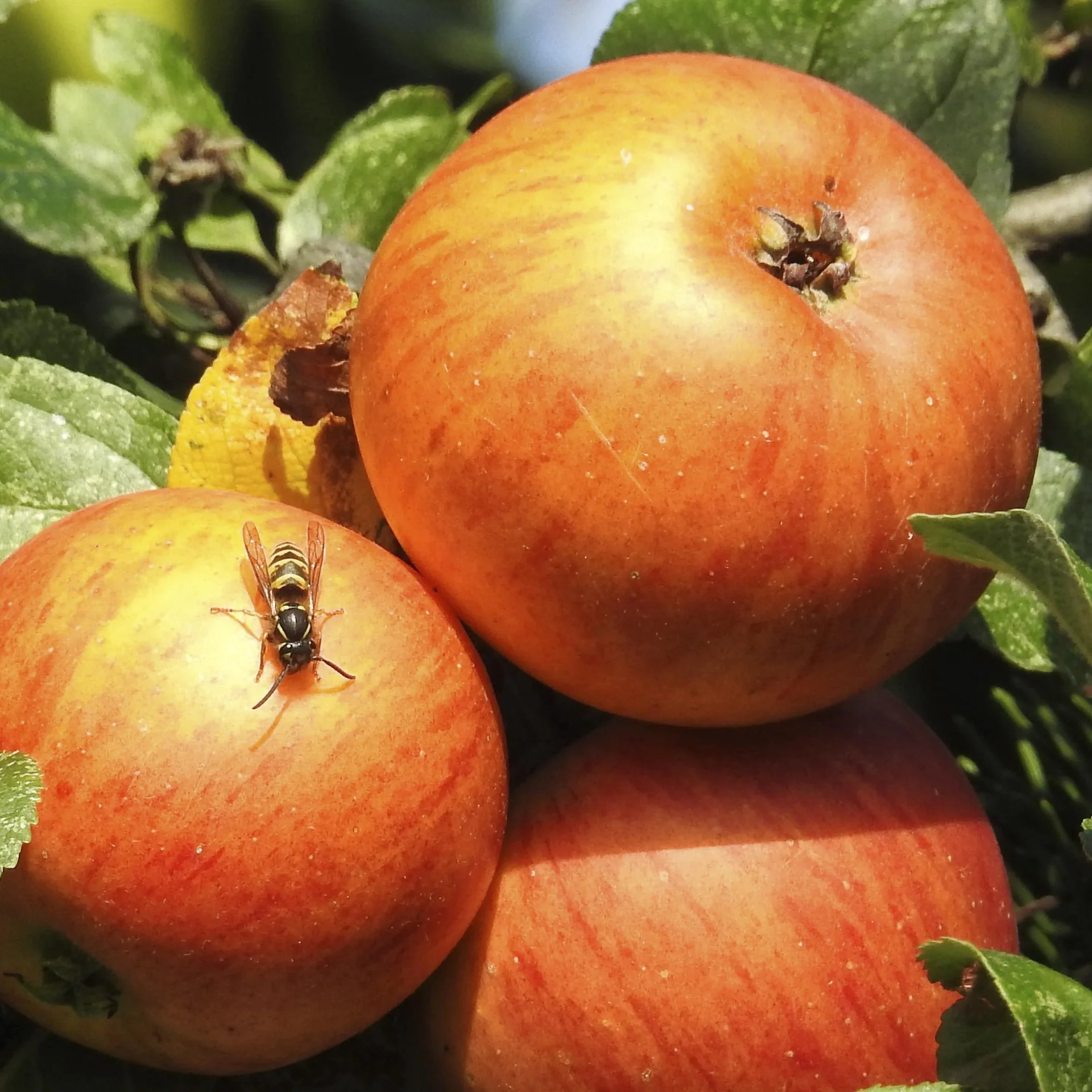 Wespenfalle 2er-Set - 0