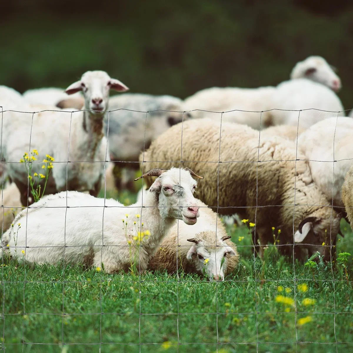 Maschendraht Drahtgitter Gartenzaun 52 x 1 m Volierendraht Drahtzaun Rolle Masche stark Stahl Silber - 2