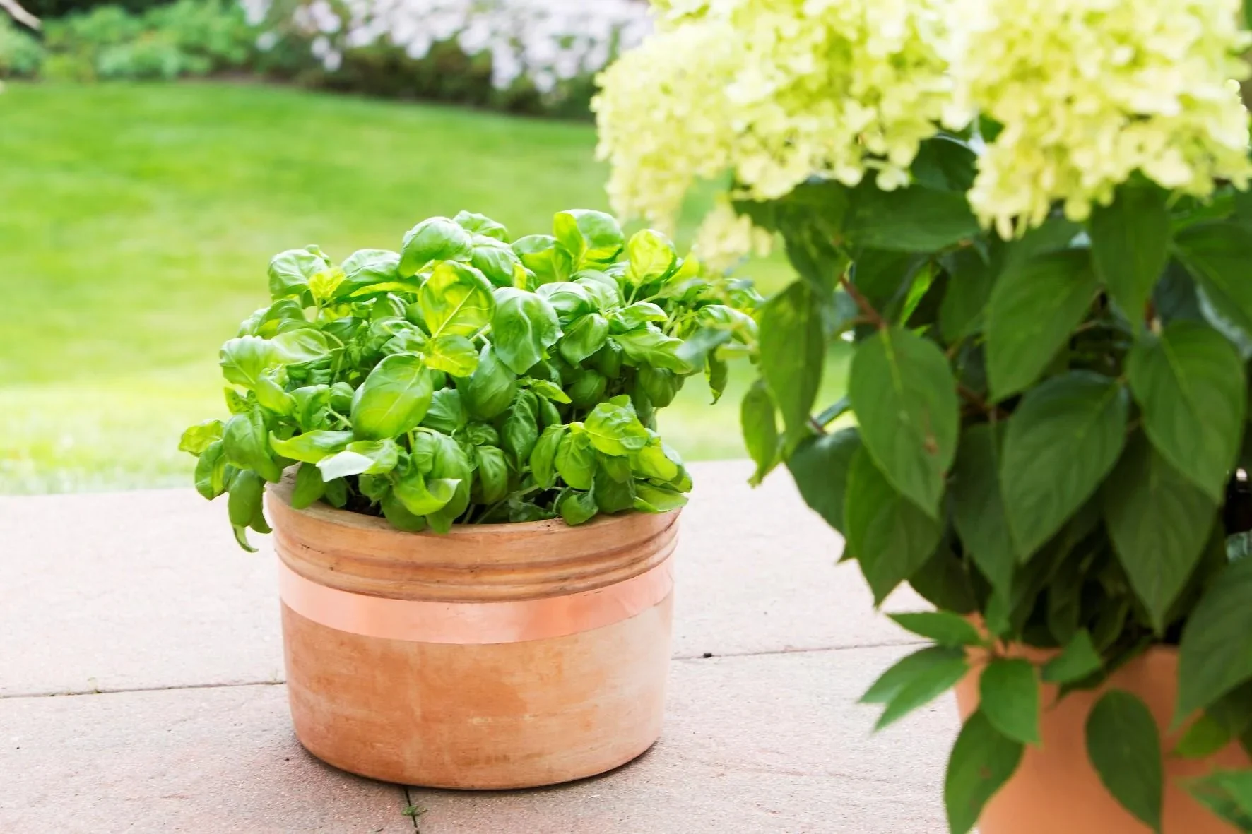 Schneckenschutz 8 Meter Kupferband - 0