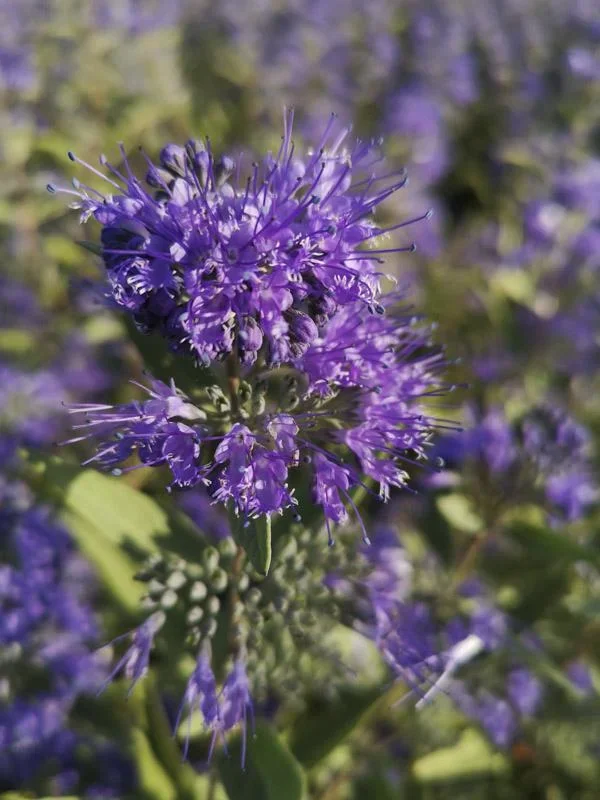 Bartblume Heavenly Blue - Caryopteris clandonensis - 7.5 L Topf 40-60 cm - 0