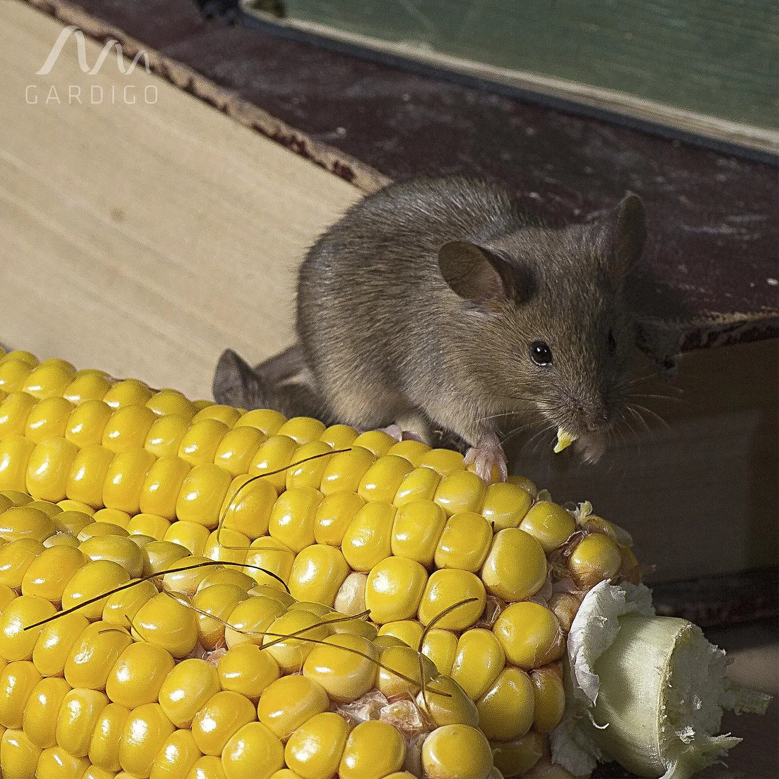 Mäuse und Ratten-Feind "Mobil" - 3