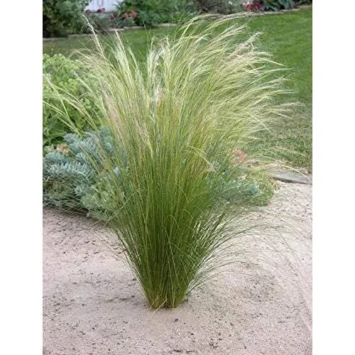 Flower-up 4er Set Stipa Pferdeschwanz Federgras - 40-50 cm - Wintergrün - 0