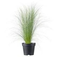 Flower-up 4er Set Stipa Pferdeschwanz Federgras - 40-50 cm - Wintergrün - 1