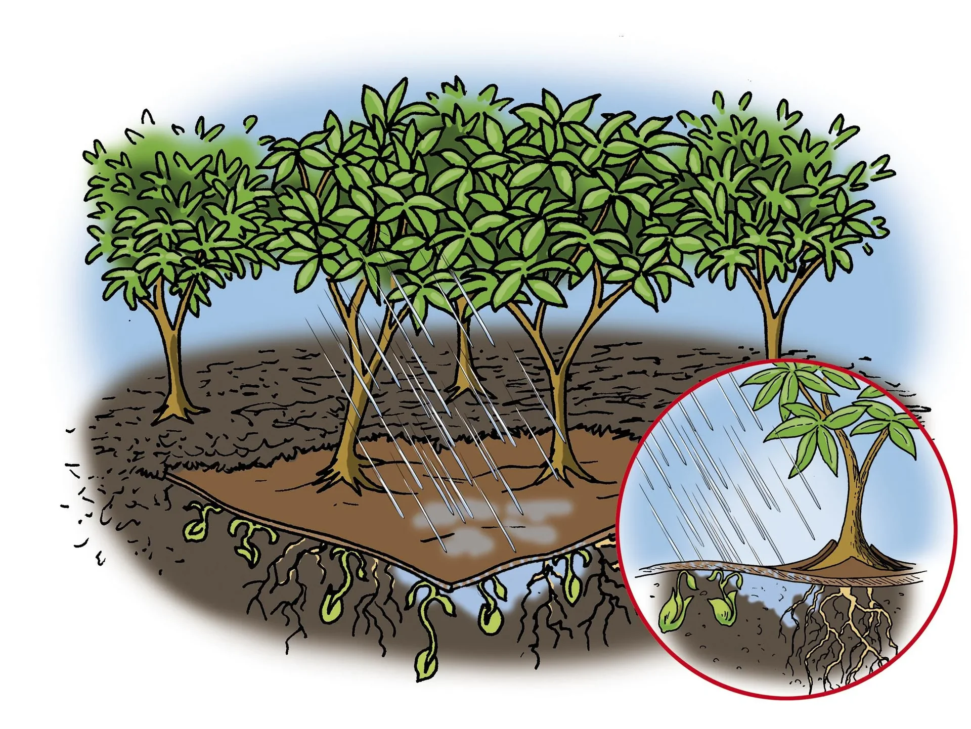 Bio Mulch Vlies, 3 x 10 m - in Profiqualität - 1