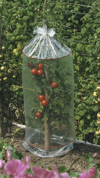 Tomaten Schutzhauben 3 x 3er Set - 0