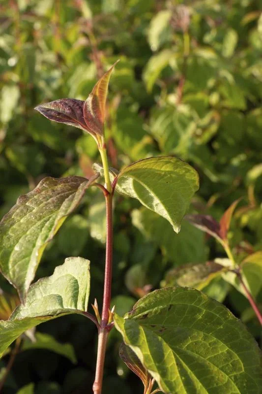 Hartriegel rot Midwinter Fire - Cornus sanguinea - 7.5 L Topf 70-80 cm - 0