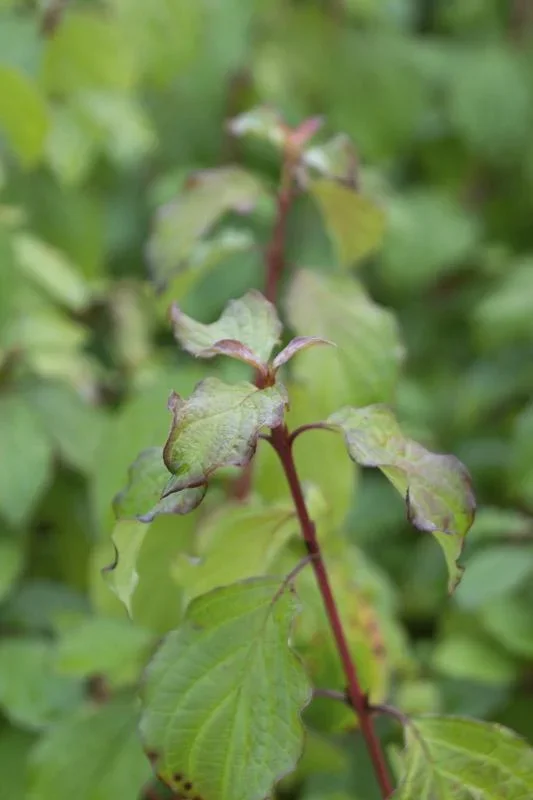 Hartriegel rot Midwinter Fire - Cornus sanguinea - 7.5 L Topf 70-80 cm - 1